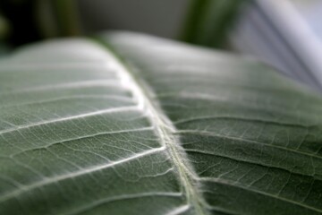 Green plant leaves. Leaves of nature, green rainforest, backdrop concept. Macro photography. Texture of leaves.