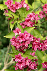 Fototapeta premium Weigelia bristol ruby 