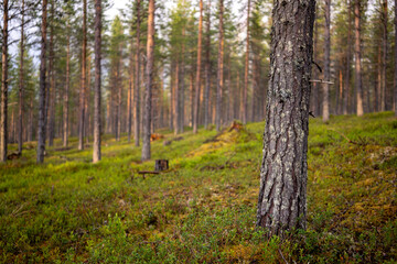 Lapland forest