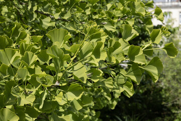 Obraz premium Feuillage du Gingko biloba 