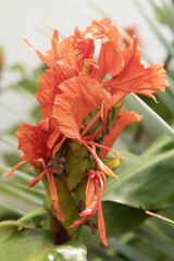 Fleurs d'Hedychium greenii