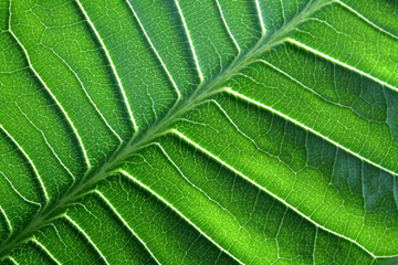 Green plant leaves. Leaves of nature, green rainforest, backdrop concept. Macro photography. Texture of leaves.