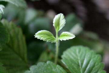 Green plant leaves. Leaves of nature, green plants, backdrop concept.