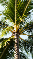 palm tree trunk lush leaves the sunlight