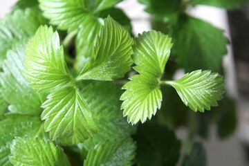 Green plant leaves. Leaves of nature, green plants, backdrop concept.