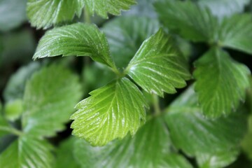 Green plant leaves. Leaves of nature, green plants, backdrop concept.