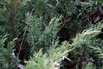 Green plant leaves. Leaves of nature, green plants, backdrop concept.
