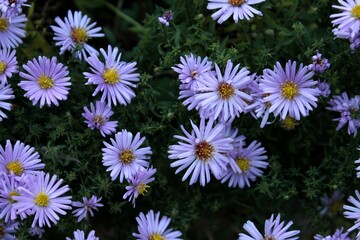 Purple flowers. Green plant leaves. Leaves of nature, green plants, backdrop concept.