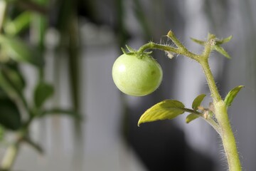 A tomato on a branch. Cherry. Food. Growing vegetables.