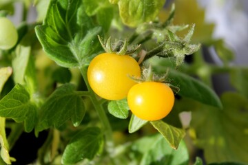 A tomato on a branch. Cherry. Food. Growing vegetables.