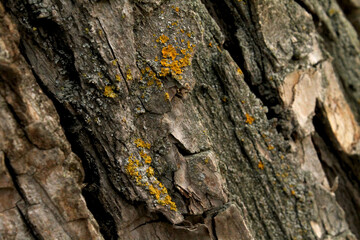 Close-up of the pattern and wood grain for the background.