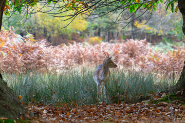 Deer in Autumn in Knole Park near Sevenoaks in Kent, England