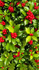 Obraz premium close- a holly bush with red berries