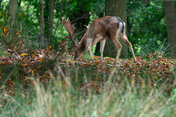 Stag Deer in Autumn in Knole Park near Sevenoaks in Kent, England