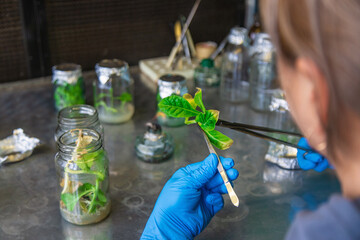 laboratory jars with plants. Selective focus.