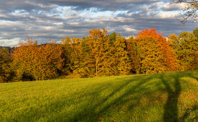 an autumn green meadow ending at a colorful deciduous forest, illuminated by the setting sun