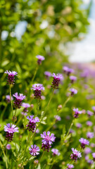 Obraz premium delicate light purple flowers a lush green garden