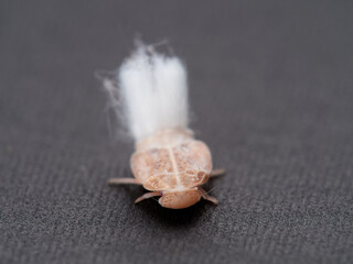 Fuzzy-tailed planthopper nymph.  Fulgoromorpha