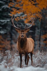Fototapeta premium A majestic deer with large antlers poses gracefully in a snowy forest clearing, capturing the essence of wilderness.