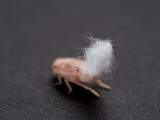 Fuzzy-tailed planthopper nymph.  Fulgoromorpha