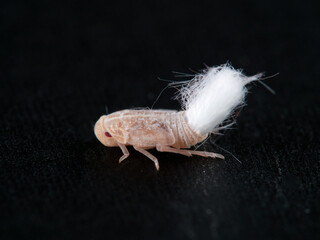 Fuzzy-tailed planthopper nymph.  Fulgoromorpha