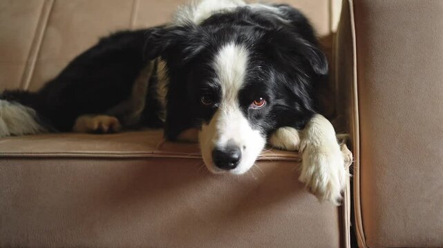 Cute puppy dog border collie lying down playing with funny face on couch at home indoors. Pet dog resting ready to sleep on cozy sofa. Funny emotional dog Love for pets friendship companion pet care