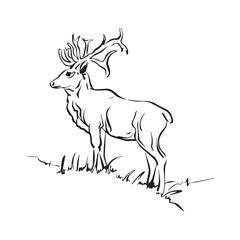 Forest Animal Drawing vector 