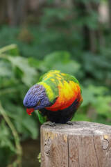 Colorful bird