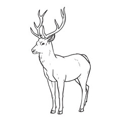 Forest Animal Drawing vector design 