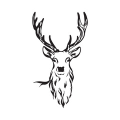 Forest Animal Drawing vector 