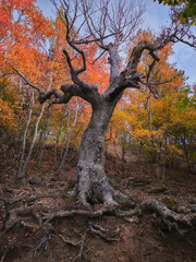 Evening autumn beech forest with fancy tree trunks.