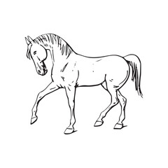 Horse Animal Drawing vector
