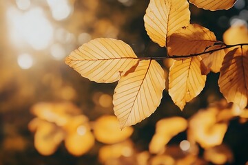 Close-up of bright decorative yellow leaves on branches with blurred bokeh illuminated by the rays of the sun. Pattern with selective focus of changing leaves. Photo wallpapers. Beauty of earth.
