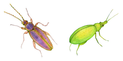 set of beautiful watercolor insects. cute illustration for design on white.hercules beetle, rhinoceros beetle