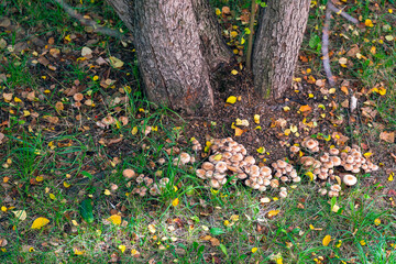Obraz premium Many brown mushrooms at the foot of trees in autumn.
