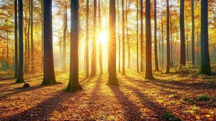 Fototapeta premium A serene forest scene illuminated by sunlight, showcasing autumn foliage and long shadows.