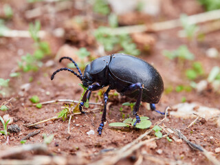 Bloody-nosed Beetle. Genus Timarcha
