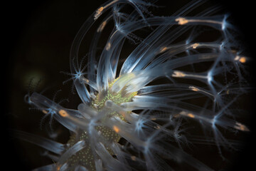 Veretillum is a genus in the family Veretillidae. The genus contains bioluminescent species.