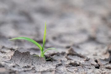 Green plant in dry cracked soil. Close up of green fresh plant growing in dry soil, overcoming difficulties, lack of water