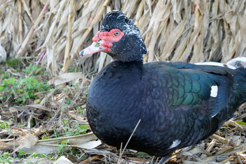 Domestic ducks on the farm. Care and breeding of ducks.