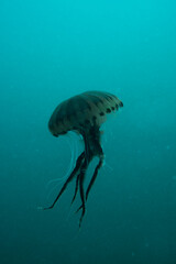 Obraz premium Chrysaora hysoscella, the compass jellyfish, is a common species of jellyfish that inhabits coastal waters in temperate regions of the northeastern Atlantic Ocean, including the North Sea