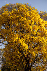 Árvore Ipê-Amarelo para alegrar a paisagem