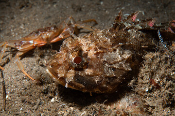 Close-up portrait of Scorpaena porcus with crab