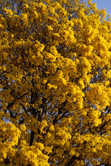 Árvore Ipê-Amarelo para alegrar a paisagem