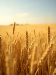 Fototapeta premium Late summer wheat field in Palatinate Germany a picturesque scene of ripened golden crops swaying gently in the breeze