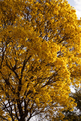 Árvore Ipê-Amarelo para alegrar a paisagem