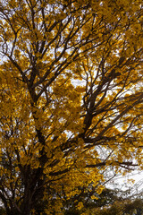 Árvore Ipê-Amarelo para alegrar a paisagem