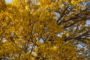 Árvore Ipê-Amarelo para alegrar a paisagem