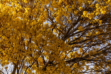 Árvore Ipê-Amarelo para alegrar a paisagem