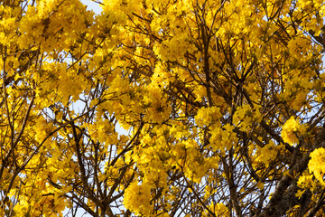 Árvore Ipê-Amarelo para alegrar a paisagem